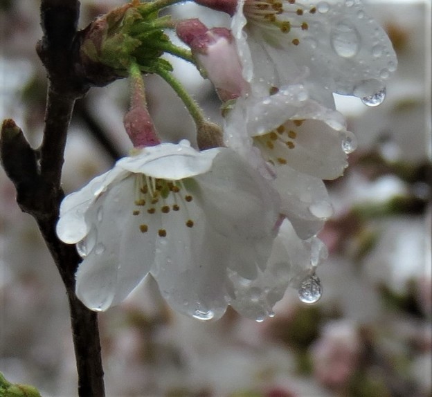 IMG_7430 雨に濡れる桜花