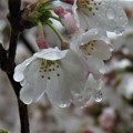 IMG_7430 雨に濡れる桜花