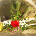 Photos: IMG_8059 春を先取りする花