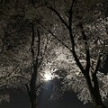 写真: IMG_0687土手の夜桜