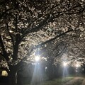 写真: IMG_0695℃ての桜　ライトアップ