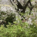 IMG_0731いつの間にか葉桜になっていました