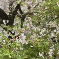 写真: IMG_0733いつの間にか葉桜に