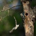 写真: コゲラの巣作り