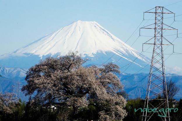 わに塚の桜と富士山-3