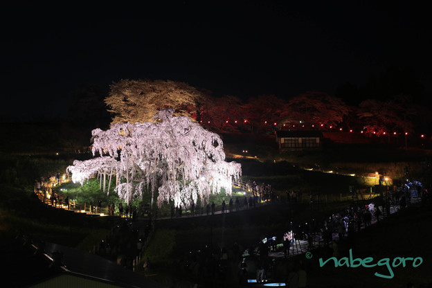 写真: 三春の桜ライトアップ-4