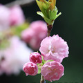 八重桜-2