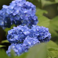 写真: 紫陽花ブルー