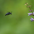 写真: 幸せを呼ぶ青いハチ