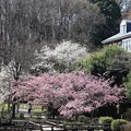 Photos: 春の公園