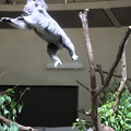 写真: あ！コアラが飛んだ