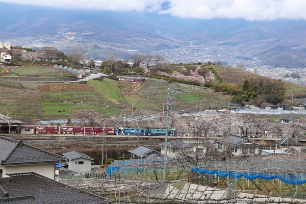 写真: 桃源郷を貨物列車が行く