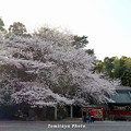 写真: 神社の樹