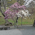 写真: 大石神社・赤穂城跡の写真0141