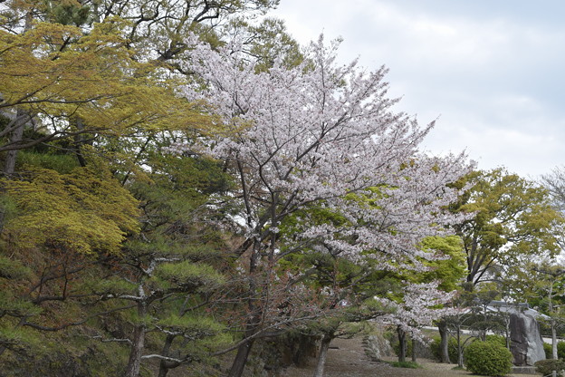 写真: 姫路城の写真0405