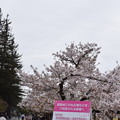 写真: 姫路城の写真0406