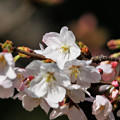 写真: 3.16ソメイヨシノ咲き始め