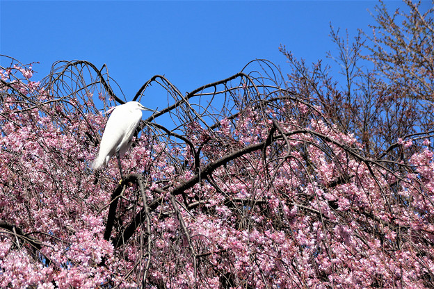 写真: 枝垂れ桜にコサギがやって来た