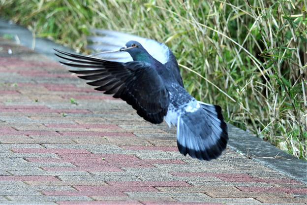 写真: 巣材を運ぶ鳩