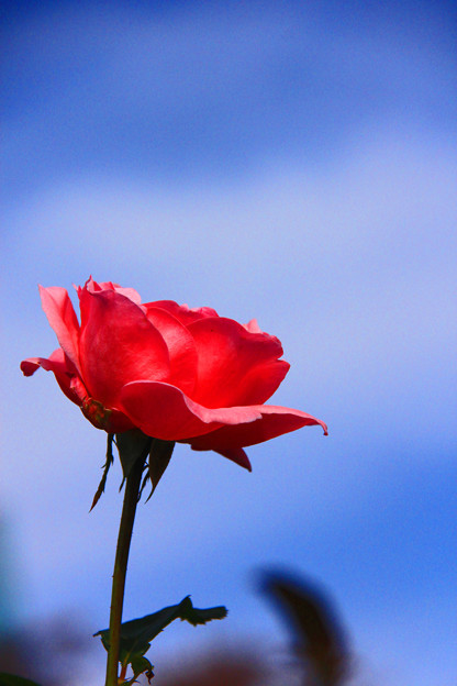 写真: ＊薔薇の花＊