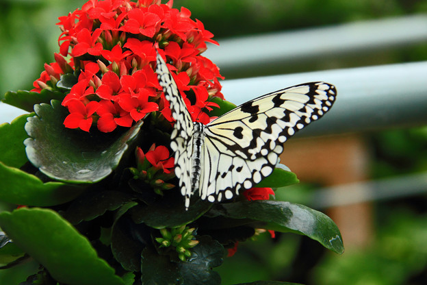 写真: ＊花と蝶＊