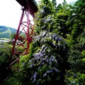 写真: 鉄橋と藤-2197