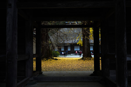 広徳寺の銀杏-2485
