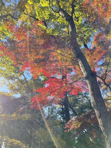 写真: 小金井公園の紅葉