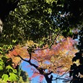 Photos: 小川寺の紅葉