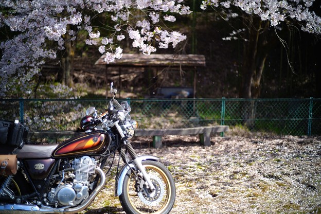 写真: 桜舞い散る-3209