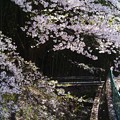 Photos: 桜舞い散る-3213