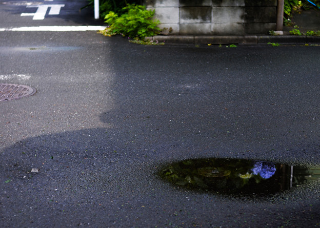 雨上がりの紫陽花-5625