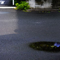 雨上がりの紫陽花-5625