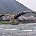 Photos: 錦帯橋と川沿いの桜。。