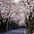 写真: 引地川沿いの桜のトンネル。。