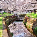 写真: 引地川の桜。。水面に桜映る
