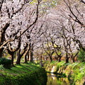 写真: 地元で有名な引地川の桜並木