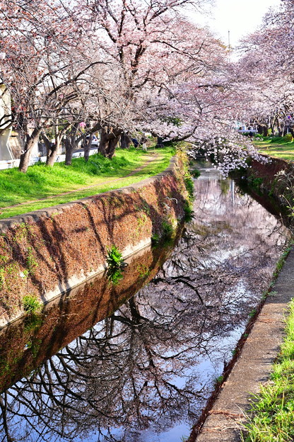 引地川の水面に写る桜。。