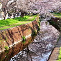 写真: 引地川の水面に写る桜。。