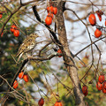 写真: 柿トラツグミ0122 (2)
