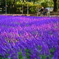 写真: 紫の花