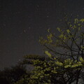 写真: 桜星空４