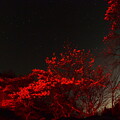 写真: 桜星空３