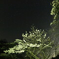 写真: 桜星空１