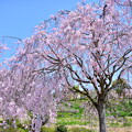 写真: 甘楽の桜木