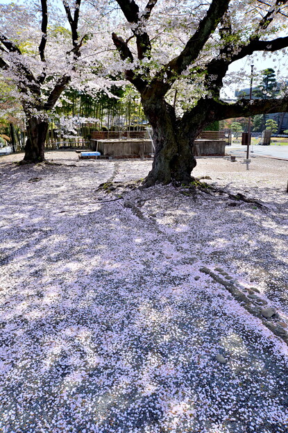 写真: 桜絨毯