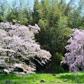 写真: 甘楽の桜
