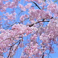 写真: 甘楽の桜枝