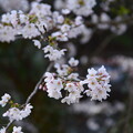 写真: 鈴鹿山桜