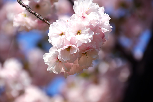 写真: 八重の桜